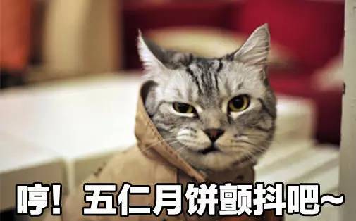 吃播猫小九最新一期,吃播猫小九最新一期，美食之旅与粉丝互动的新篇章