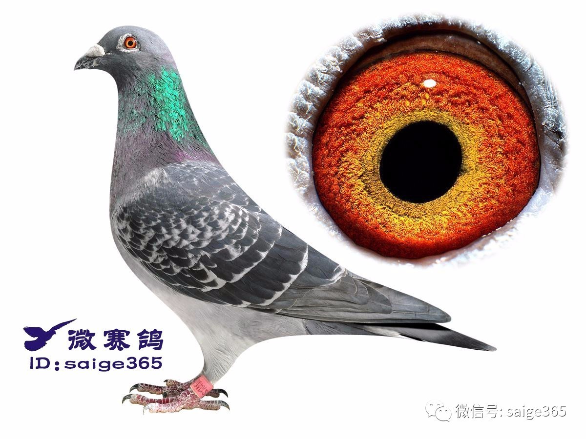 最新台鸽网一口价专区,最新台鸽网一口价专区，探索现代赛鸽交易的新纪元