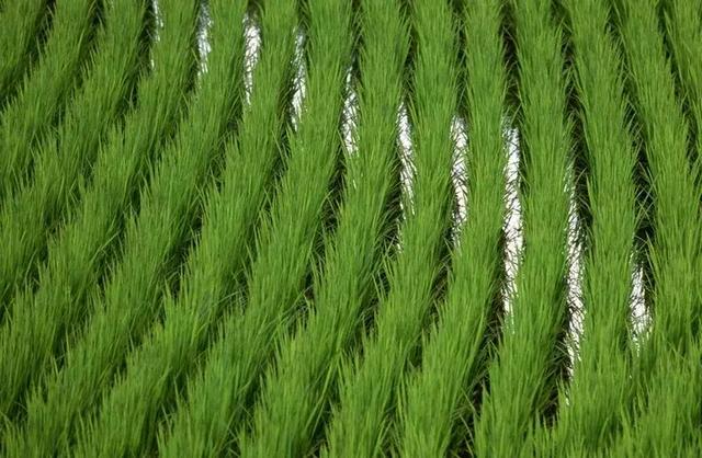 16年水稻最新除草剂,探索十六年来水稻田中的最新除草剂技术