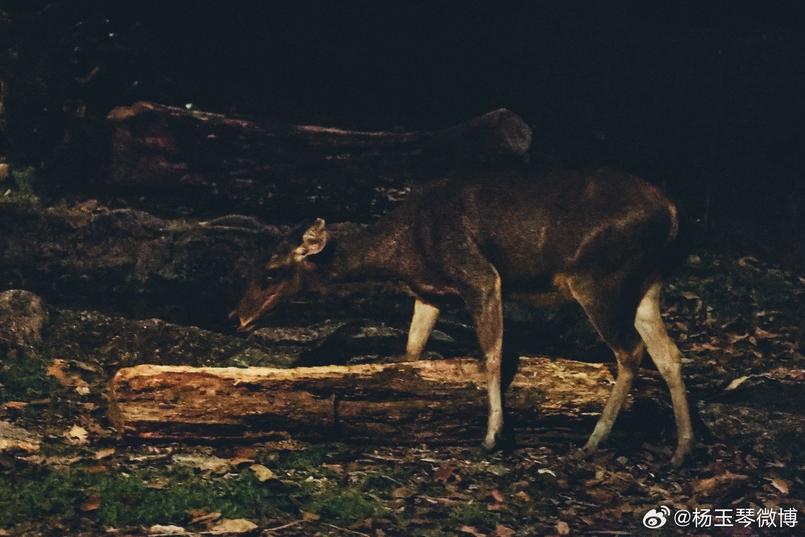 今期四不像图今晚,今期四不像图，探索神秘世界的夜晚