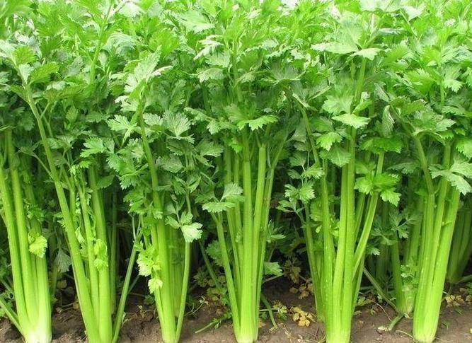 246天天彩奂费资料大全,探索246天天彩奂费资料大全，揭秘多彩世界的背后秘密