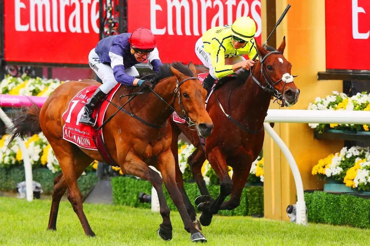 香港今晚开什么特马,香港今晚开什么特马，探索赛马文化的魅力