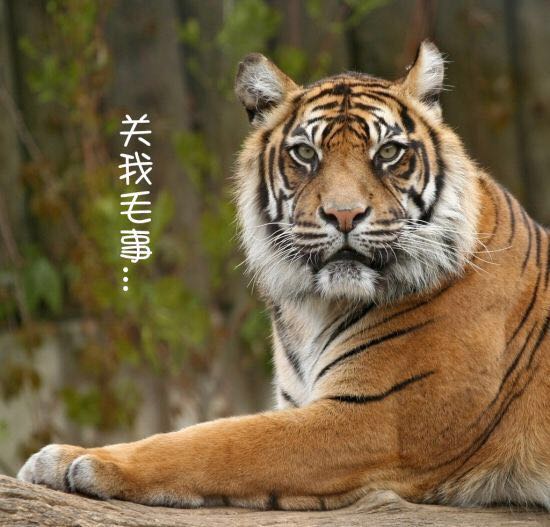 香港四不像资料图正版,香港四不像资料图正版，探索正版文化的价值与意义